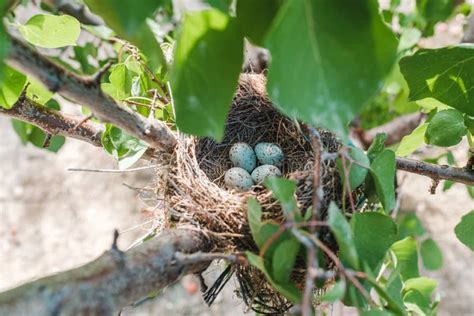 Mistle Thrush`s Bird Nest on a Tree with Four Eggs Stock Image - Image ...