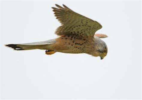 Ireland’s most common birds of prey are in decline · TheJournal.ie