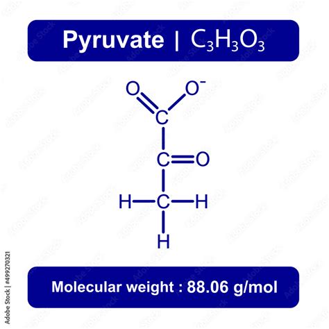 Pyruvate Molecule Chemical Structure. Vector Illustration. Stock Vector | Adobe Stock