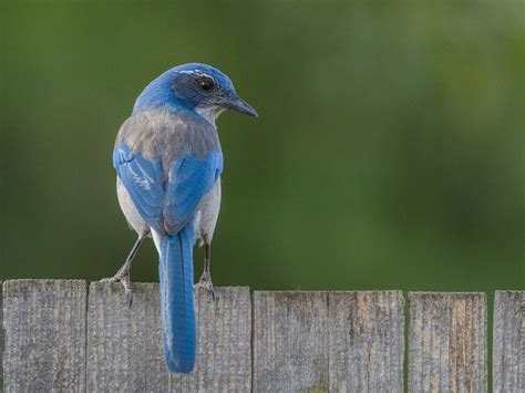 What Do Scrub Jays Eat? | Birdfact