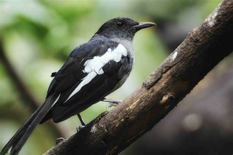 White-shouldered Blackbird · Free Stock Photo