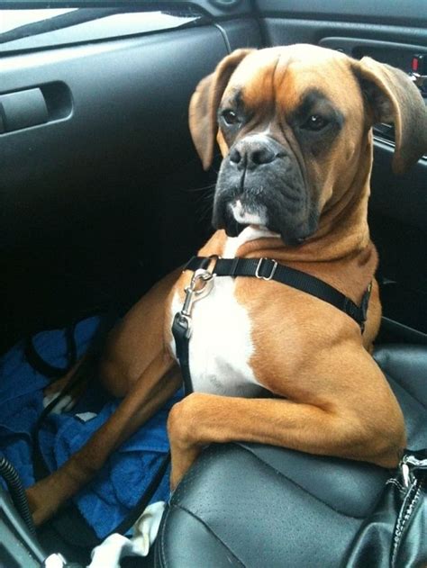 10 Best Boxer Dog Names