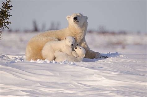 Géographie et environnement du Canada - Guide voyage