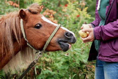 Best Horse Eating Apple Stock Photos, Pictures & Royalty-Free Images - iStock