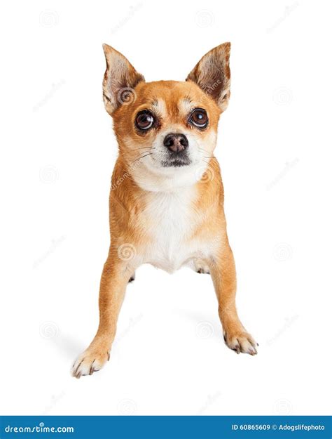 Chihuahua Dog Looking Up Funny Expression Stock Photo - Image: 60865609