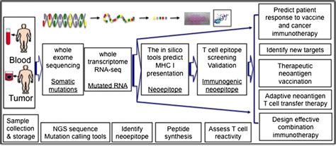 Current potential pipelines of whole exome sequencing for neoantigen ...