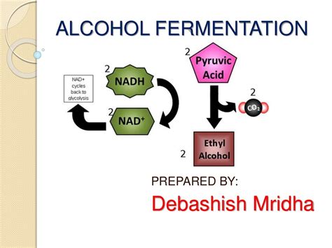 Alcoholic Fermentation