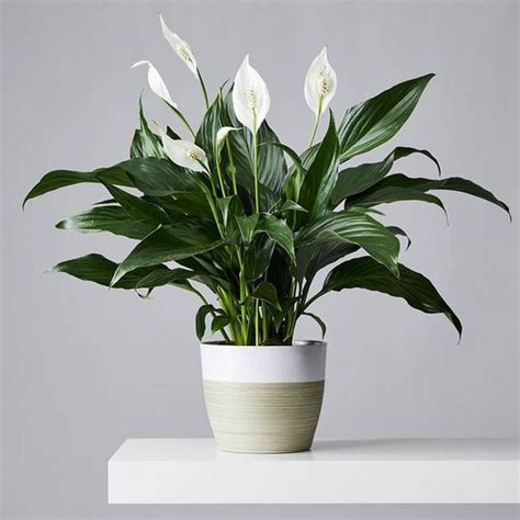 Peace Lilies: Plant Care & Growing Guide