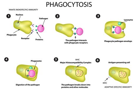 What is the difference Between a Phagocyte, Macrophage, Neutrophil and ...