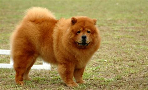 20 Chow Chow Mixed Breeds: Distinguished Doggos