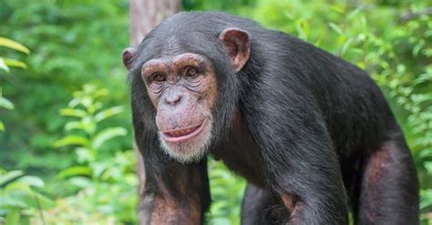 Orangutan vs Chimpanzee: What are the Differences? - IMP WORLD