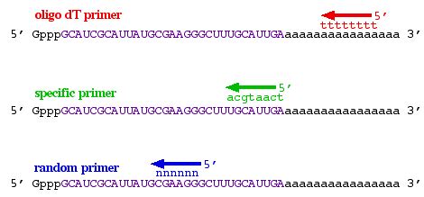 cDNA Production