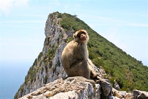 The rock of Gibraltar and monkey | Emily | Flickr