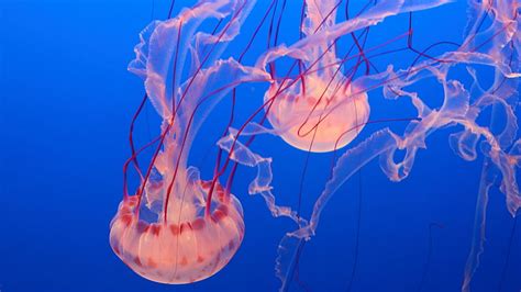 HD wallpaper: white and red jellyfish, Pink Jellyfish, Monterey Bay Aquarium | Wallpaper Flare