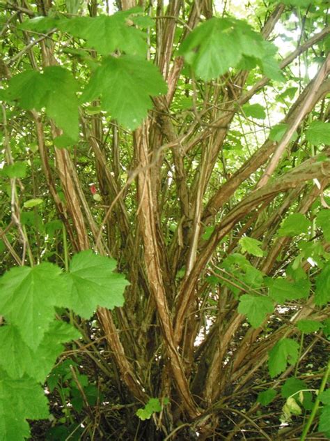 Pacific Ninebark. Physocarpus capitatus | Native Plants PNW