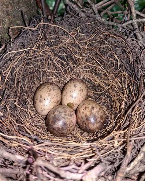 How to Identify Blue Jay Eggs & Their Nest