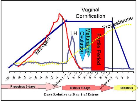 Canine Cycle Graph