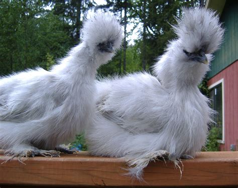 BUY IT NOW: 12+ lavender project/porcelain Silkie eggs - Catdance Silkies | BackYard Chickens ...