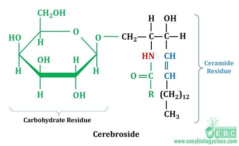 easybiologyclass, cerebroside structure and chemistry