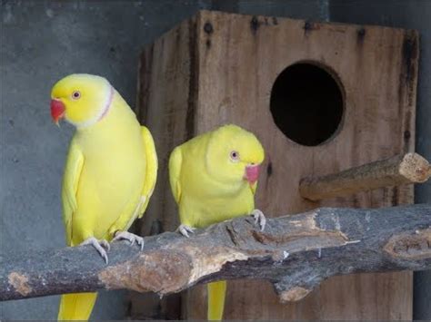 Indian Ringneck Complete Documentary | Breeding Month, Breeding Cage and... | Birds Health Care ...