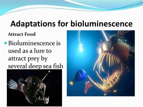 Anglerfish Adaptations - How do Angler Fish Survive? - SeaFish