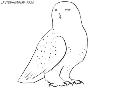 How to Draw a Snowy Owl - Easy Drawing Art