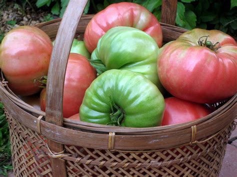 How I Ripen Tomatoes Indoors – Kevin Lee Jacobs