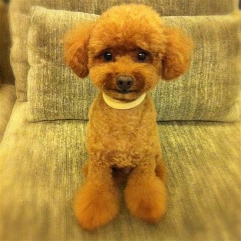 toy poodle haircuts images - Leonida Barnard