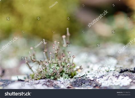 Foliose Lichens Symbiosis Algae Cyanobacteria Fungi Stock Photo 771786751 | Shutterstock