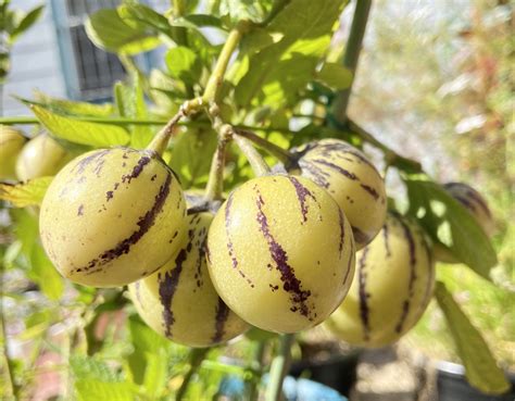 Pepino Melon Fruit Plant Rooted Live plants-PP02 | Etsy