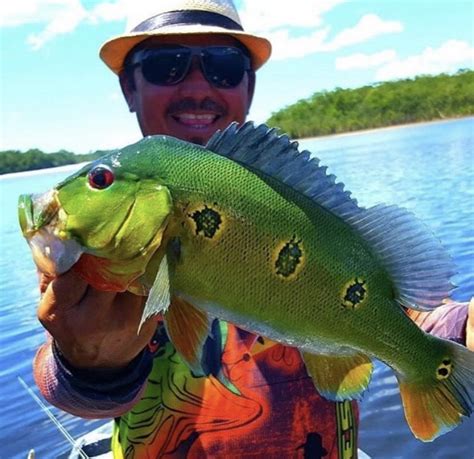 A Guide to Peacock Bass Fishing in Tampa Bay