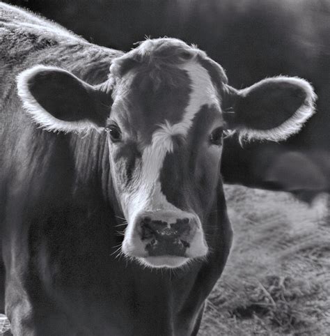 Cow Photography Black And White