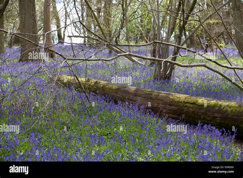 Bluebell woods at Hatchlands Park, Surrey, England 17.04.2016 Picture shows Bluebels flowering ...