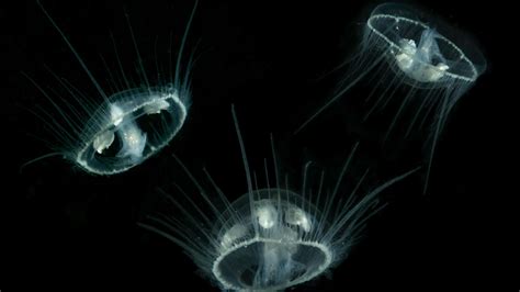 Southwest China residents discover rare freshwater jellyfish - CGTN