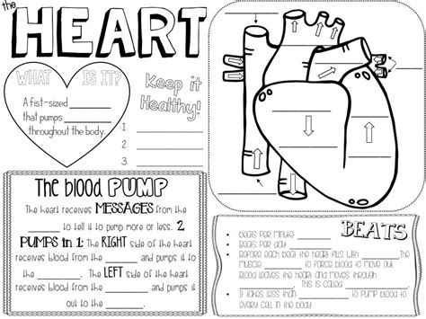 Human Heart: heart facts, diagram, circulation, research / Distance Learning (With images ...