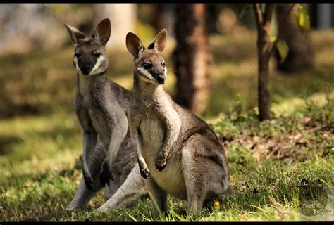 Whiptail "Pretty Faced" Wallaby Joey | The wallabies seemed … | Flickr