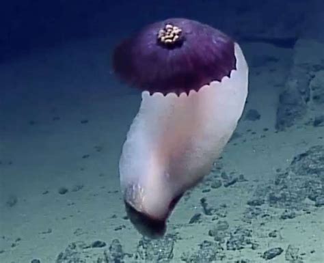 Strange purple sea creatures found in deep ocean trenches | Sea cucumber, Ocean creatures, Ocean ...