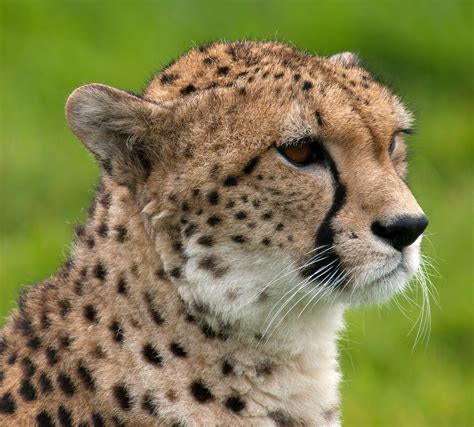 File:Cheetah portrait Whipsnade Zoo.jpg - Wikimedia Commons