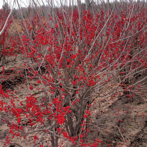 Sparkleberry Ilex | Spring Meadow - wholesale liners - Spring Meadow Nursery