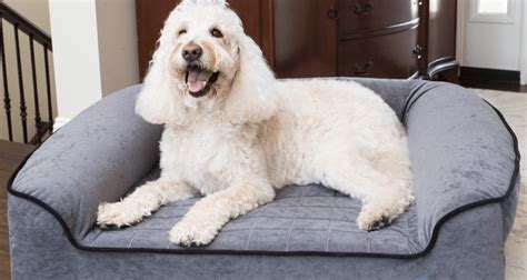 How An Orthopedic Dog Bed Can Help Arthritis In Dogs - SitStay