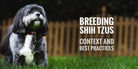 Breeding Shih Tzus — Context, Health and Future of the Breed