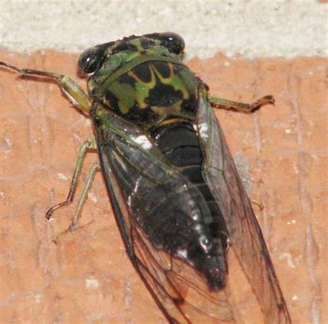 6 Cicada Bug Pictures : Biological Science Picture Directory – Pulpbits.net