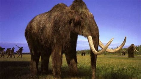 Woolly mammoth cloning now more likely, say scientists