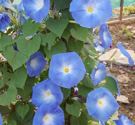 Morning Glory – Heavenly Blue (Ipomoea tricolor) 'Heavenly Blue' Climb – Bumbleseeds