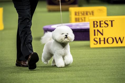 Bichon Frise For The Win! Westminster Kennel Club Dog Show Crowns 11th "Best in Show" Champion ...