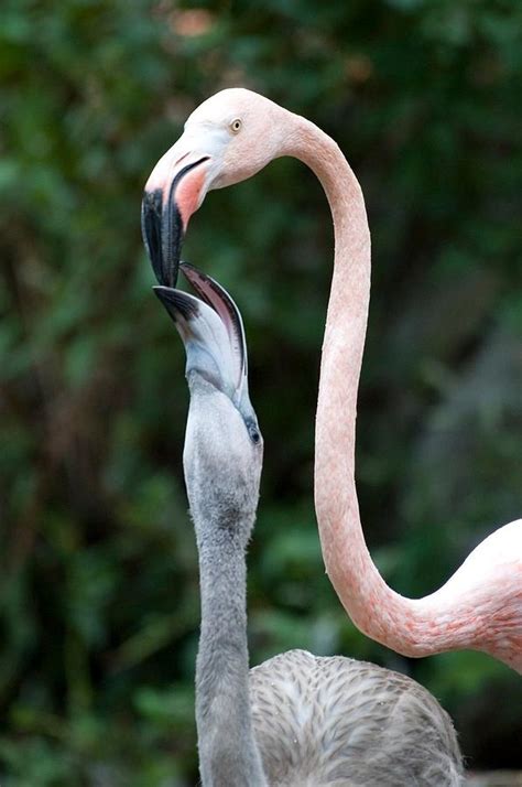 Flamingo feeding time Photograph by Steven Faucette - Fine Art America