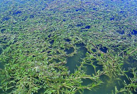 Curly-leaf pondweed - Michigan United Conservation Clubs