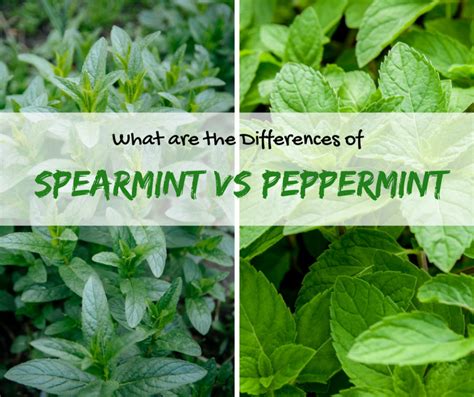 Spearmint vs Peppermint: What's the Difference?