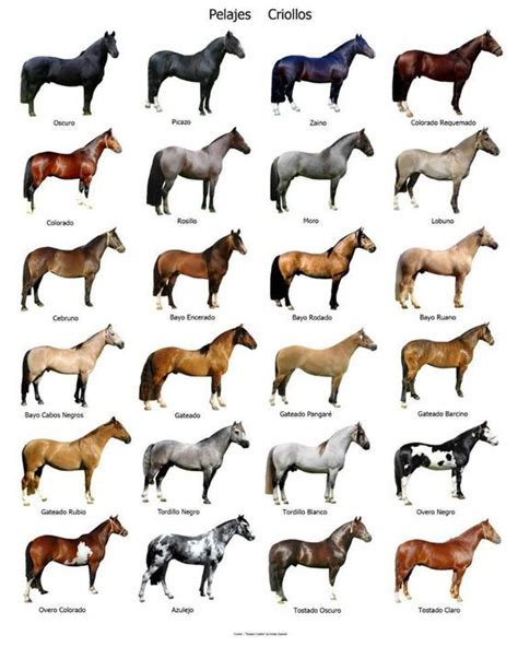 Pin de Rafael Risso en country | Razas de caballos, Caballos criollos, Colores de caballos