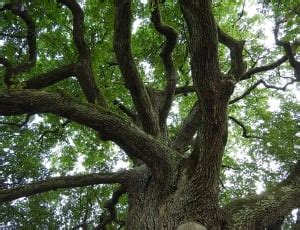 100 royalty free oak trees images | Peakpx